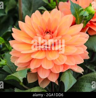 Der Orangenblütenkopf einer Dahlia „Charlie Dimmock“-Fabrik, England, Großbritannien Stockfoto