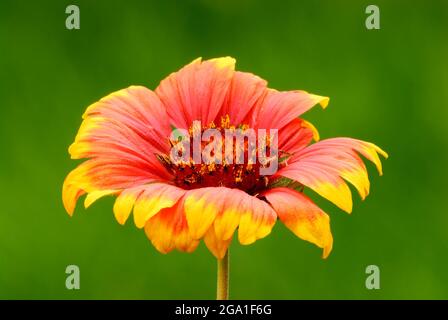 Indische Decke Blume mit schönen Blütenblättern in rot-gelb. Unscharfer natürlicher grüner Hintergrund, Nahaufnahme. Im Blumenbeet. Gattung Gaillardia pulchella. Stockfoto