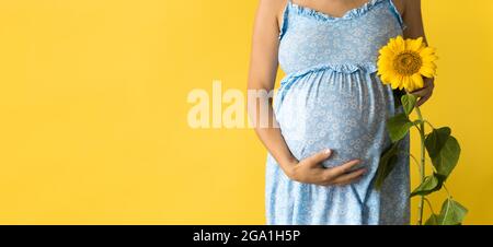 Mutterschaft, Weiblichkeit, heißer Sommer, Natur, Menschen - bannerportrait Schwangere unkenntlich Frau im floralen blauen Kleid halten große frische Live-Sonnenblume Stockfoto