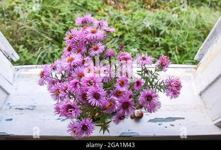 Aster bessarabicus dekorative Zierpflanze. Blumenstrauß im Herbst. Wunderschöne lila Aster in Keramikvase auf der hölzernen Fensterbank des ol Stockfoto