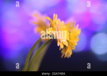 Schöne Gänseblümchen Gerbera gelbe Blumen auf unscharfen bunten Bokeh Lichter Hintergrund. Stockfoto