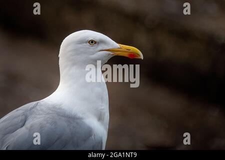 Ein Nahaufnahme-Profilbild einer Heringsmöwe, Larus argentatus, zeigt einen Teil des Körpers, Hals und Kopf Stockfoto