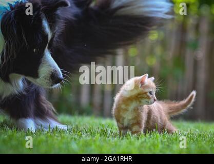 Sieversdorf, Deutschland. Juli 2021. Ein etwa sieben Wochen altes Kätzchen erkundet einen Garten neben einem Border Collie auf einer Wiese. Quelle: Patrick Pleul/dpa-Zentralbild/ZB/dpa/Alamy Live News Stockfoto