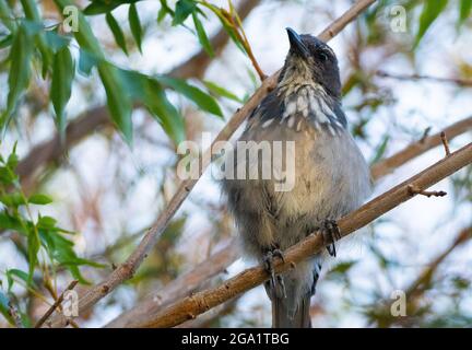 Ein juveniler kalifornischer Scrub jay (Aphelocoma californica) steht auf einem Ast Stockfoto