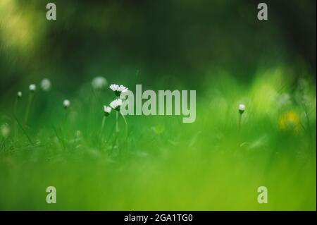 Schöne grüne Natur Hintergrund mit Gras und kleinen Blumen. Schöne Beleuchtung im Hintergrund, schönes Bokeh. Stockfoto