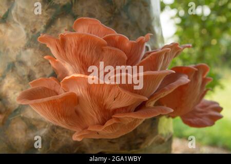 Wunderschöne frische rosa Auster Gourmet essbare Pilze Hintergrund Stockfoto