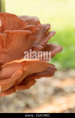 Wunderschöne frische rosa Auster Gourmet essbare Pilze Hintergrund Stockfoto