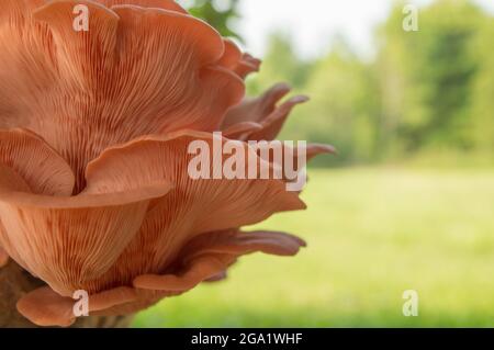 Wunderschöne frische rosa Auster Gourmet essbare Pilze Hintergrund Stockfoto