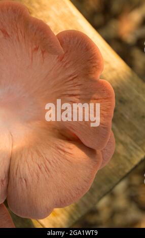 Wunderschöne frische rosa Auster Gourmet essbare Pilze Hintergrund Stockfoto