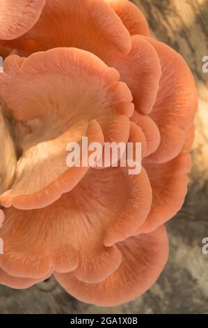 Wunderschöne frische rosa Auster Gourmet essbare Pilze Hintergrund Stockfoto