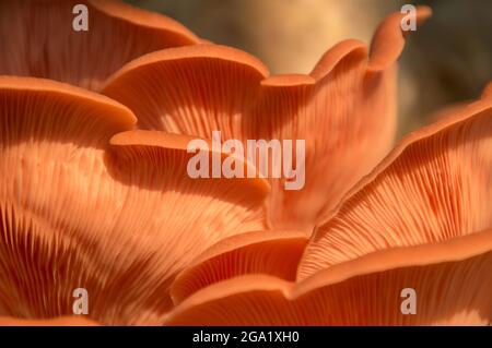 Wunderschöne frische rosa Auster Gourmet essbare Pilze Hintergrund Stockfoto