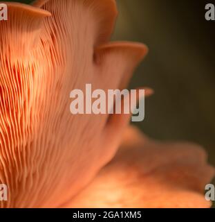 Wunderschöne frische rosa Auster Gourmet essbare Pilze Hintergrund Stockfoto