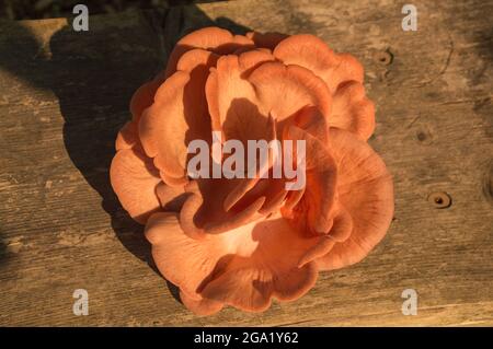 Wunderschöne frische rosa Auster Gourmet essbare Pilze Hintergrund Stockfoto