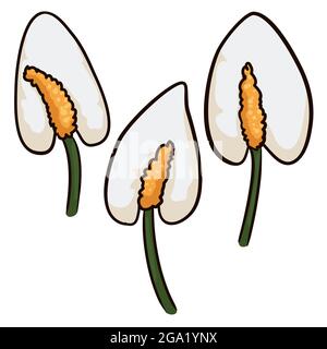 Set mit drei isolierten weißen Anthurium-Blumenmustern im Cartoon-Stil auf weißem Hintergrund. Stock Vektor