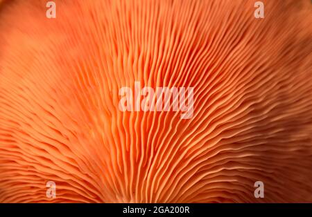 Wunderschöne frische rosa Auster Gourmet essbare Pilze Hintergrund Stockfoto