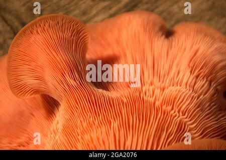 Wunderschöne frische rosa Auster Gourmet essbare Pilze Hintergrund Stockfoto