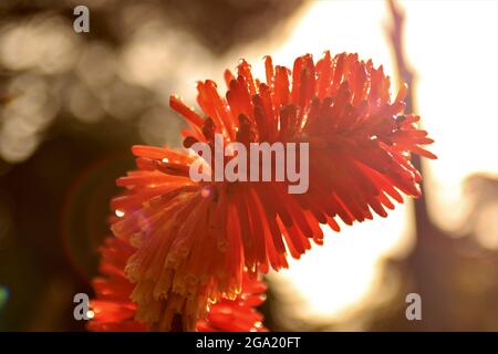 Schöne Frühlingsblumen im Gras Stockfoto