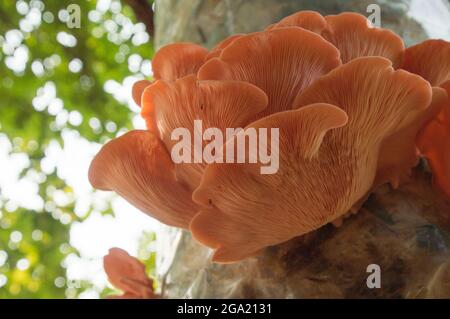 Wunderschöne frische rosa Auster Gourmet essbare Pilze Hintergrund Stockfoto