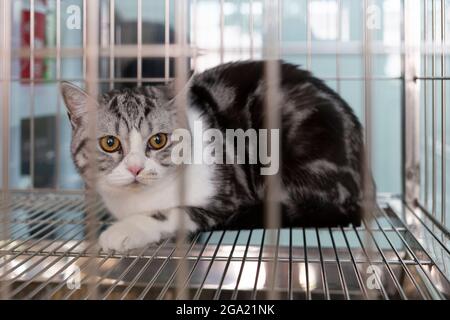 Katze mit beunruhigenden Augen wartet auf die Behandlung im Käfig in der Tierklinik. Tierrettung und Gesundheitsversorgung. Stockfoto