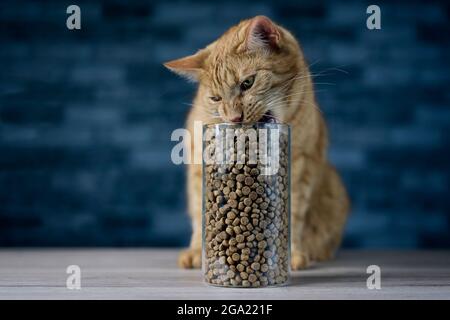 Cute Ingwer Katze essen trockene Katze Nahrung in Vorratsdose. Horizontales Bild mit selektivem Fokus. Stockfoto