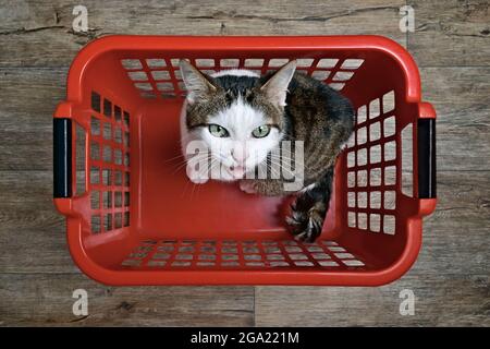 Niedliche tabby Katze, die in einem roten Wäschekorb sitzt und zur Kamera schreit, direkt von oben gesehen. Stockfoto