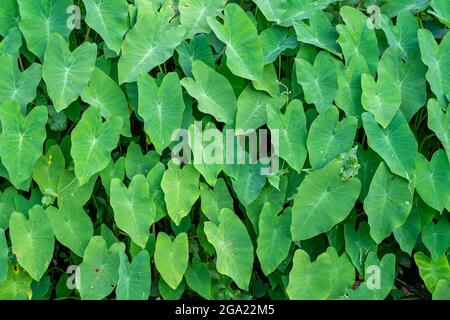 Nahaufnahme von grünem Laub. Grüne Blätter Hintergrund. Stockfoto