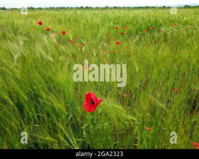 Mohnblumen im Weizenfeld Stockfoto