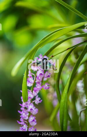 Weicher Fokus einer bunten Zimmermannsbiene, die in einem Garten Nektar aus violetten Blumen sammelt Stockfoto