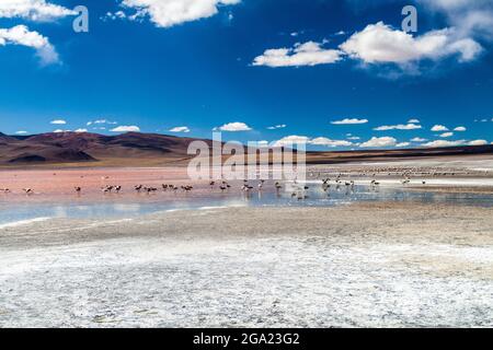 Flamingos in Laguna Colorada See auf bolivianischem Altiplano Stockfoto