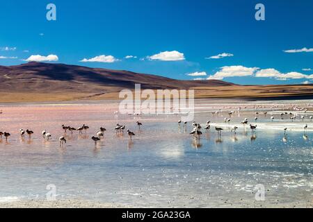 Flamingos in Laguna Colorada See auf bolivianischem Altiplano Stockfoto