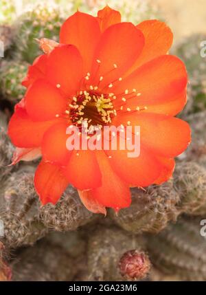 Sehr Nahaufnahme von Echinopsis - Susan Dale Stockfoto