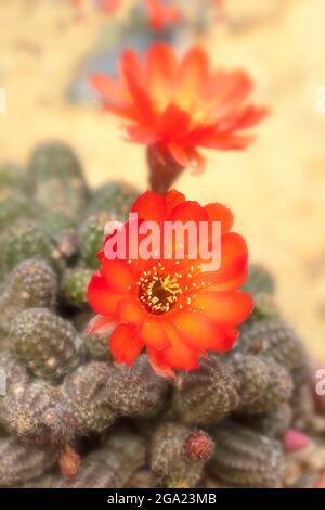 Sehr Nahaufnahme von Echinopsis - Susan Dale Stockfoto