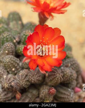 Sehr Nahaufnahme von Echinopsis - Susan Dale Stockfoto