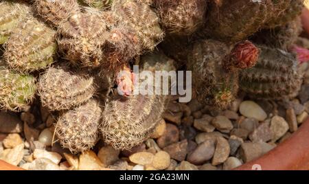 Sehr Nahaufnahme von Echinopsis - Susan Dale Stockfoto