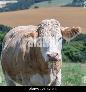 Simmentaler Kuh Stockfoto