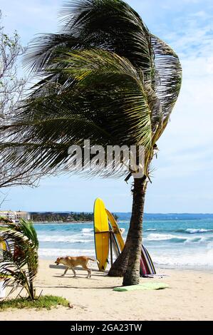 Hund läuft am Sandstrand bei starkem Wind. Im Vordergrund eine einzelne Palme mit Surfbrettern Stockfoto