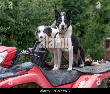 Zwei Bauernhunde saßen auf einem Quad-Bike Stockfoto