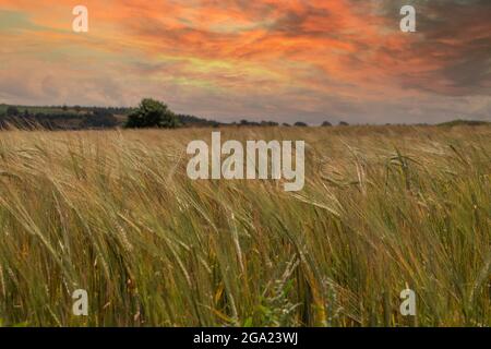 Weizenfeld bei Sonnenuntergang Stockfoto