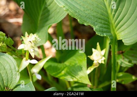 Hosta Sieboldiana, Nahaufnahme von Laub und Blume Stockfoto