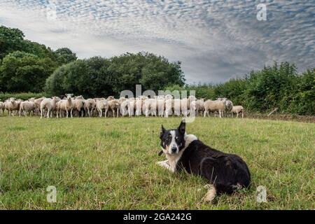 Border Collie Schäferhund rundet Schafe Stockfoto