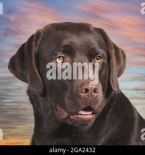 Labrador Retriever, Schokolade Stockfoto