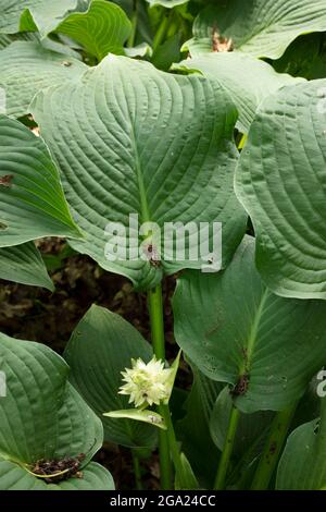 Hosta Sieboldiana, Nahaufnahme von Laub und Blume Stockfoto