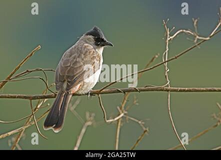 Rußköpfiger Bulbul (Pycnonotus aurigaster klossi) Erwachsener, der auf dem toten Stamm Chiang Dao, Thailand, thront November Stockfoto