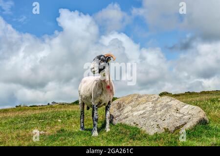 Diese robusten Schafe, die auf dem Bodmin Moor, einem kürzlich geschoren Swaledale/Rough Fell ewe, zu sehen sind, hüten das Gras auf offenen Moorflächen und Farmen gleichermaßen. Stockfoto