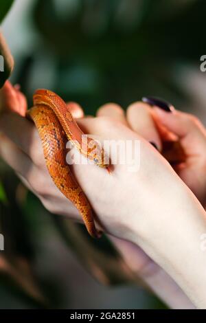 Maisschlange umwickelt Frau Hand auf grünem Natur Hintergrund. Exotisches Haustier. Nahaufnahme. Wildlife-Konzept. Stockfoto