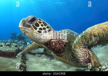 Nahaufnahme einer hawaiianischen Schildkröte im Grünen Meer (Chelonia mydas); Honu, Maui, Hawaii, Vereinigte Staaten von Amerika Stockfoto