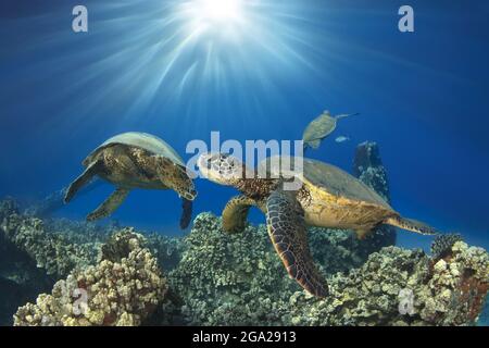 Hawaiianische grüne Meeresschildkröten (Chelonia mydas) mit Sonneneinbruch; Honu, Maui, Hawaii, Vereinigte Staaten von Amerika Stockfoto