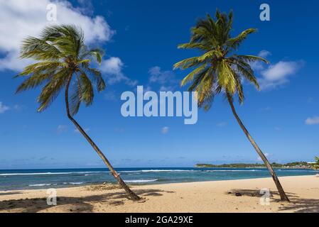 Palmen am Strand von Anse-Bertrand, Guadeloupe, Französisch-Westindien; Anse-Bertrand, Grande-Terre, Guadeloupe, Frankreich Stockfoto