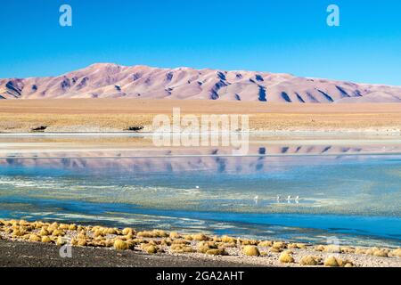 Laguna Collpa See in Reserva Nacional de Fauna Andina Eduardo Avaroa Naturschutzgebiet, Bolivien Stockfoto