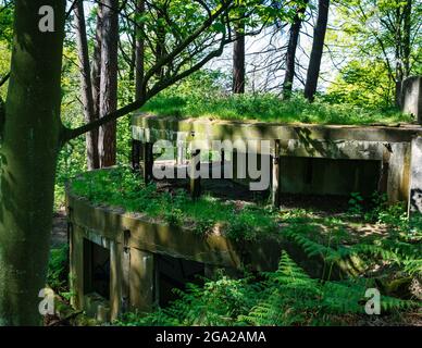 Industriebrachen im zweiten Weltkrieg Geschützstellung in Wäldern versteckt, Hound, Dalmeny Immobilien, Schottland, Großbritannien Stockfoto